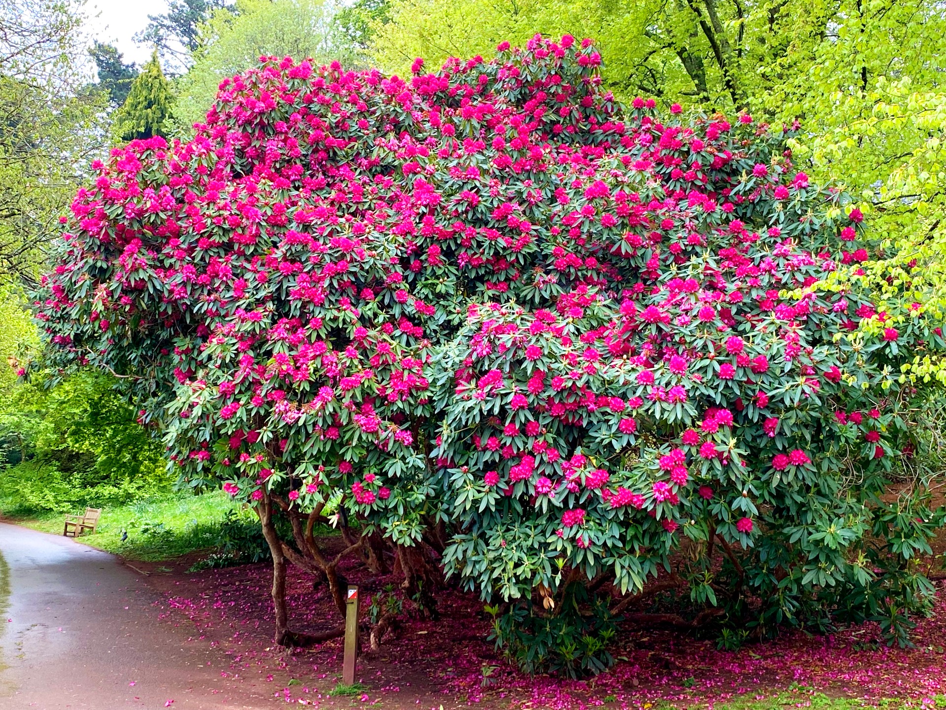Cockington in the spring - dog friendly breaks in Torquay